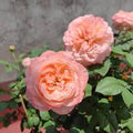 Elena Rose Live Plant – Coral Pink Double Cut Rose – Compact Ornamental Garden Rose – Rosa hybrid