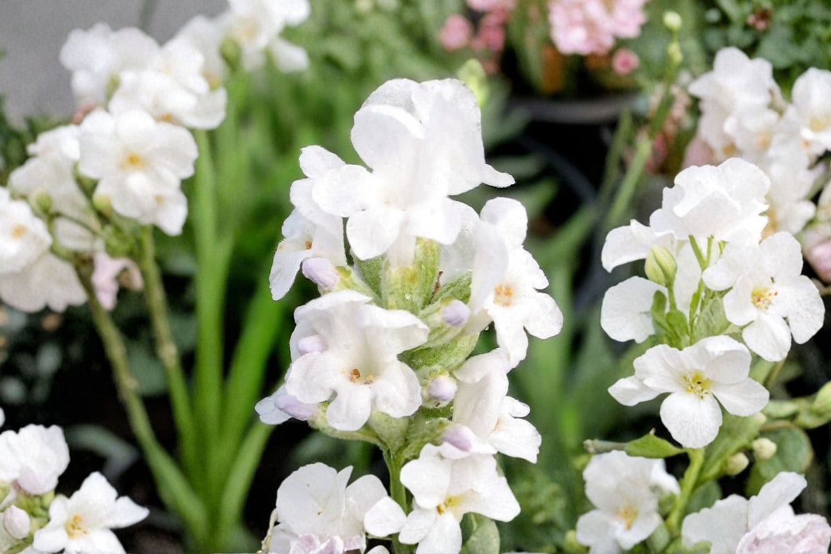 White Lavender Plant Live | 4.5" Pot | Lavandula â€˜Albaâ€™ | French Lavender | Fragrant Herb for Dried Flowers & Pollinator Gardens
