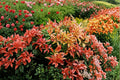 Pieris Forest Flame Evergreen Shrub 1 Gallon, Red New Growth, Japanese Pieris japonica, Shade Garden Plant