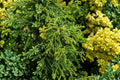 Twisted Hinoki Cypress Tree 4 Inch Pot | Dwarf Evergreen Conifer | Spiral Japanese Cypress | Bonsai & Garden Accent | Chamaecyparis obtusa 'Torulosa'