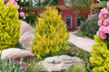 Golden Hinoki Cypress 'Gold Hage' Miniature Dwarf Conifer Japanese Cypress Tree Small Evergreen Shrub Bonsai Plant