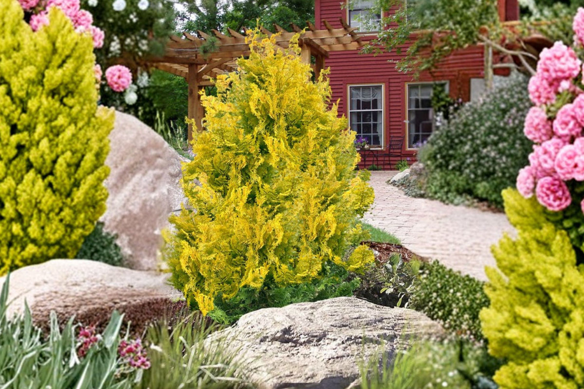 Golden Hinoki Cypress 'Gold Hage' Miniature Dwarf Conifer Japanese Cypress Tree Small Evergreen Shrub Bonsai Plant