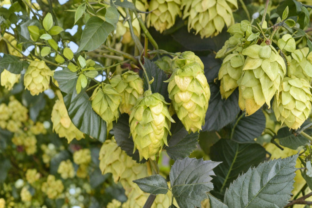 Glacier Hops Plant | Live Rhizome Vine for Home Brewing & Vertical Gardens | Humulus lupulus | Fast-Growing Climbing Vine