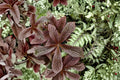 Shade Garden Plant | Large Leaf Perennial | Rodgersia 'Bronze Peacock' | Moisture Loving Tropical Look Plant