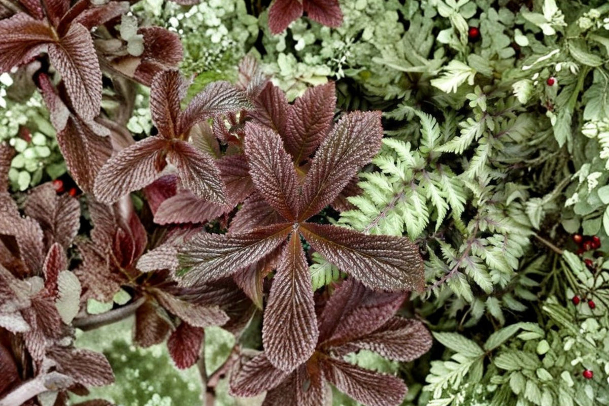 Shade Garden Plant | Large Leaf Perennial | Rodgersia 'Bronze Peacock' | Moisture Loving Tropical Look Plant