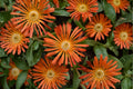 Orange Ice Plant Groundcover | Drought Tolerant Succulent | Full Sun Hardy Ice Plant | Rock Garden & Border Plant | 3.5" Pot