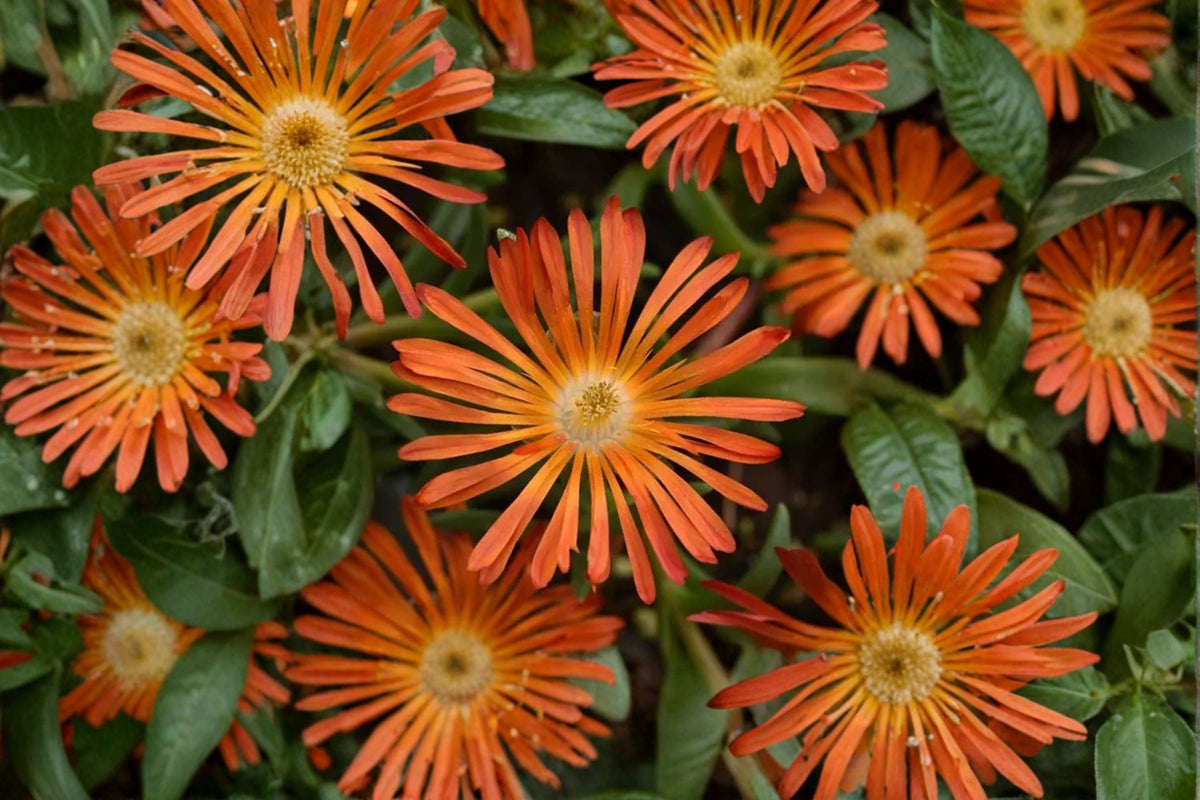 Orange Ice Plant Groundcover | Drought Tolerant Succulent | Full Sun Hardy Ice Plant | Rock Garden & Border Plant | 3.5" Pot