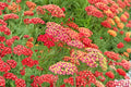 Yarrow 'Paprika' Red Achillea Plant, Drought Tolerant Perennial, Pollinator Garden Flower, Deer Resistant, 3.5" Pot