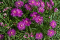 Purple Ice Plant 'Desert Dancers' Groundcover | Drought Tolerant Succulent | Hardy Rock Garden Plant | Delosperma sp.