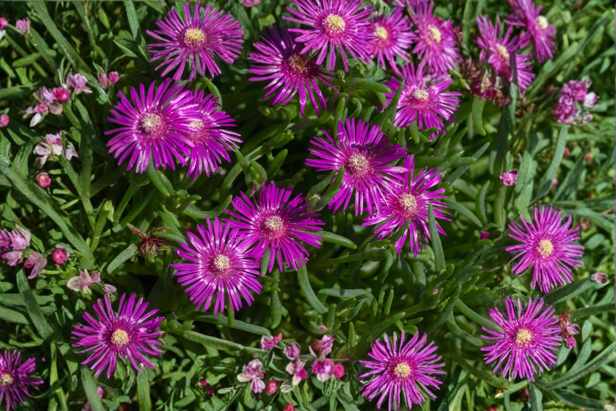 Purple Ice Plant 'Desert Dancers' Groundcover | Drought Tolerant Succulent | Hardy Rock Garden Plant | Delosperma sp.