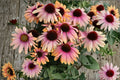 Rainbow Marcella Coneflower Live Plant – Bicolor Orange Pink Echinacea, Pollinator Perennial, Compact, Drought Tolerant, Zone 3-9
