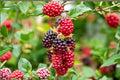 Thornless Boysenberry Plant Live Berry Vine, Edible Fruit Hybrid Rubus ursinus, for Garden, Backyard, Landscaping