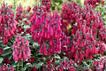 Pink Cape Fuchsia Plant ‘Pink Sensation’ | Hummingbird & Pollinator Perennial Shrub | Phygelius | 1 Gallon Live Plant