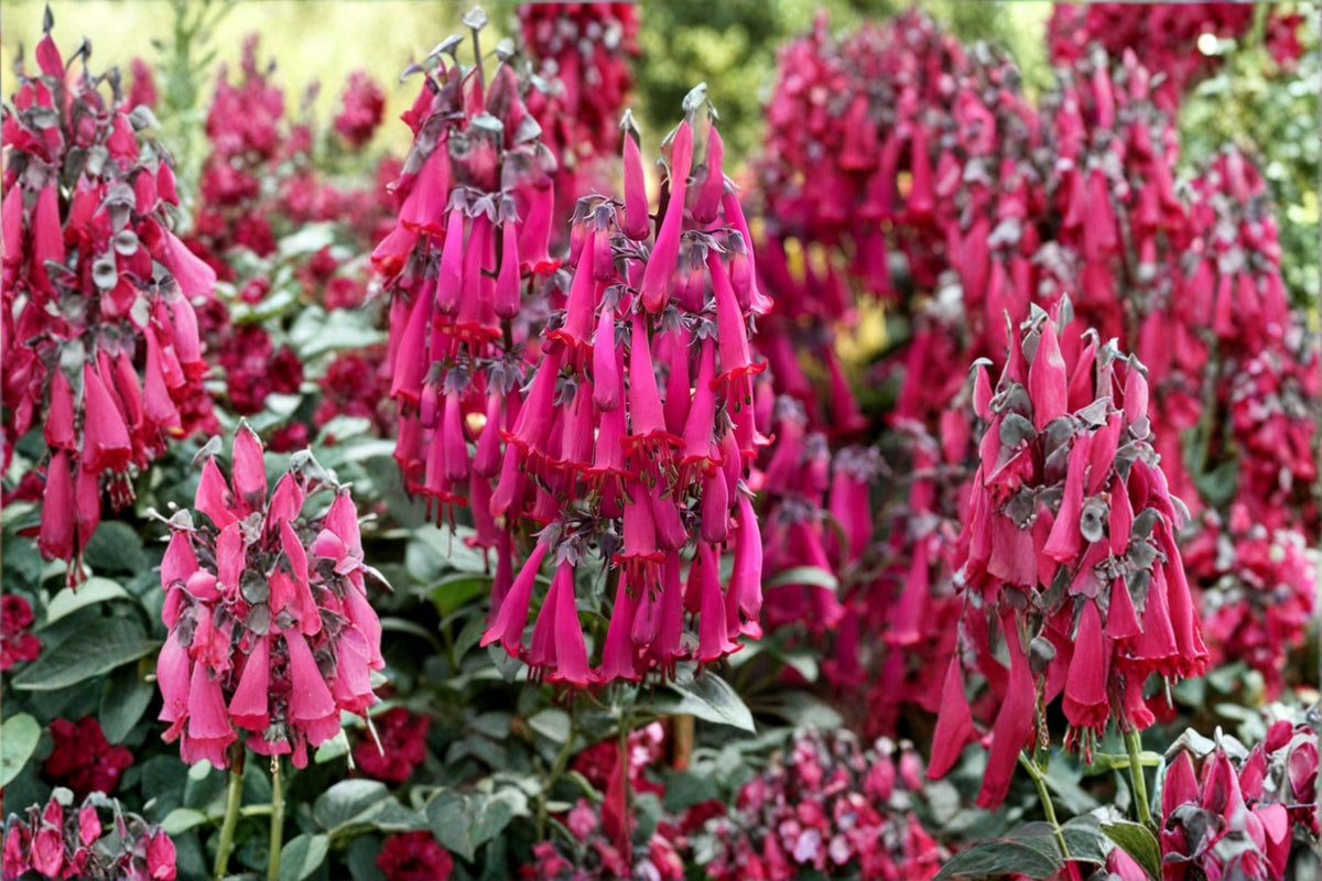 Pink Cape Fuchsia Plant ‘Pink Sensation’ | Hummingbird & Pollinator Perennial Shrub | Phygelius | 1 Gallon Live Plant