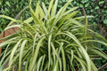 Dwarf New Zealand Flax Plant | Variegated Evergreen | Drought Tolerant | Phormium ‘Blondie’ | 1 Gallon Live Plant