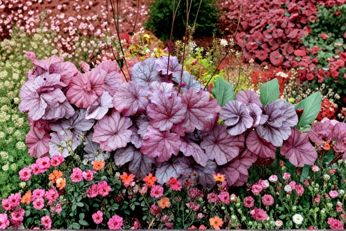 Heuchera Georgia Plum Live Plant Plug, Purple Coral Bells, Evergreen Shade Perennial, Foliage Plant for Gardens & Containers