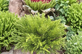 Hebe ‘Karo Golden Esk’ Dwarf Evergreen Shrub, Golden Foliage, Compact Outdoor Plant, 1 Gallon Live Plant