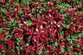 Pieris 'Glowing Hearts' Evergreen Shrub 1 Gallon Japanese Andromeda Plant with Red Spring Growth