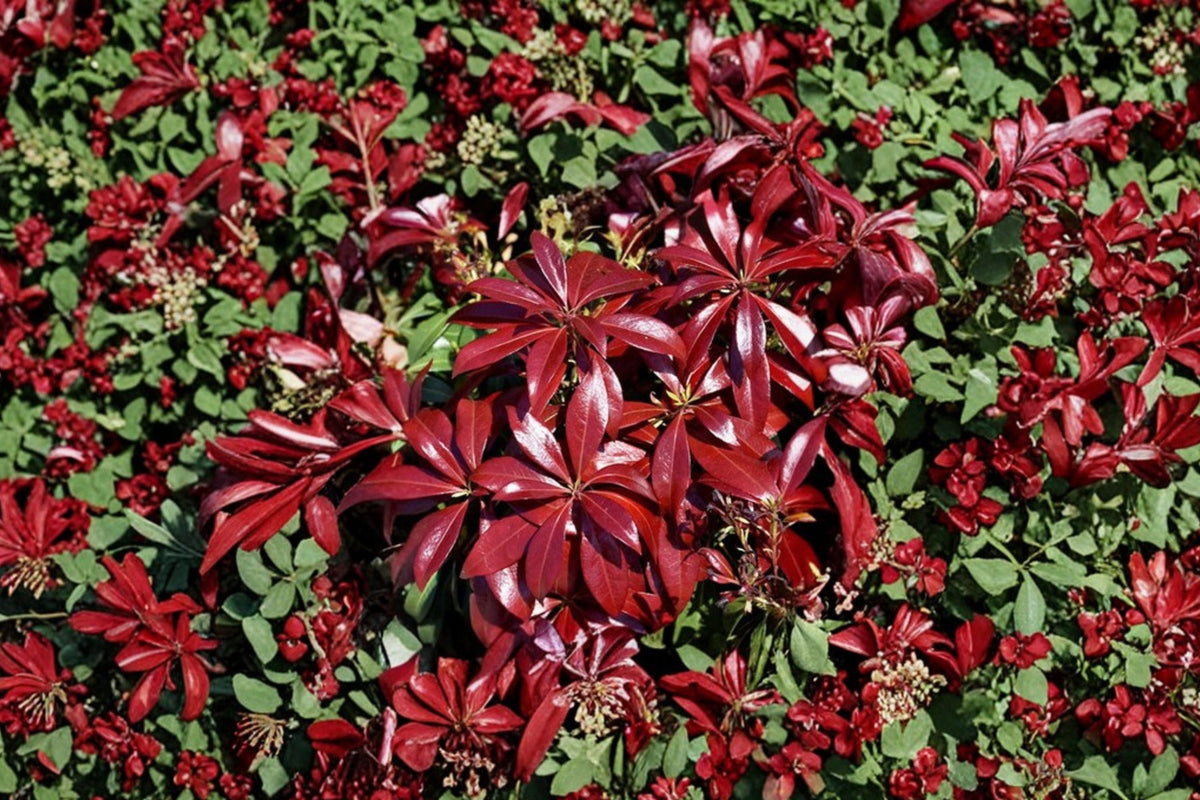 Pieris 'Glowing Hearts' Evergreen Shrub 1 Gallon Japanese Andromeda Plant with Red Spring Growth