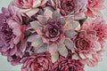 Giant Sempervivum ‘Copper Canyon’ Succulent | Large Rosette Hens and Chicks | Cold Hardy Groundcover Plant