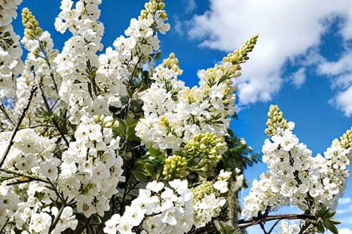 White Lilac Bush Madame Lemoine | Double Fragrant Blooms | Syringa vulgaris | Live 1 Gallon Plant for Garden & Wedding