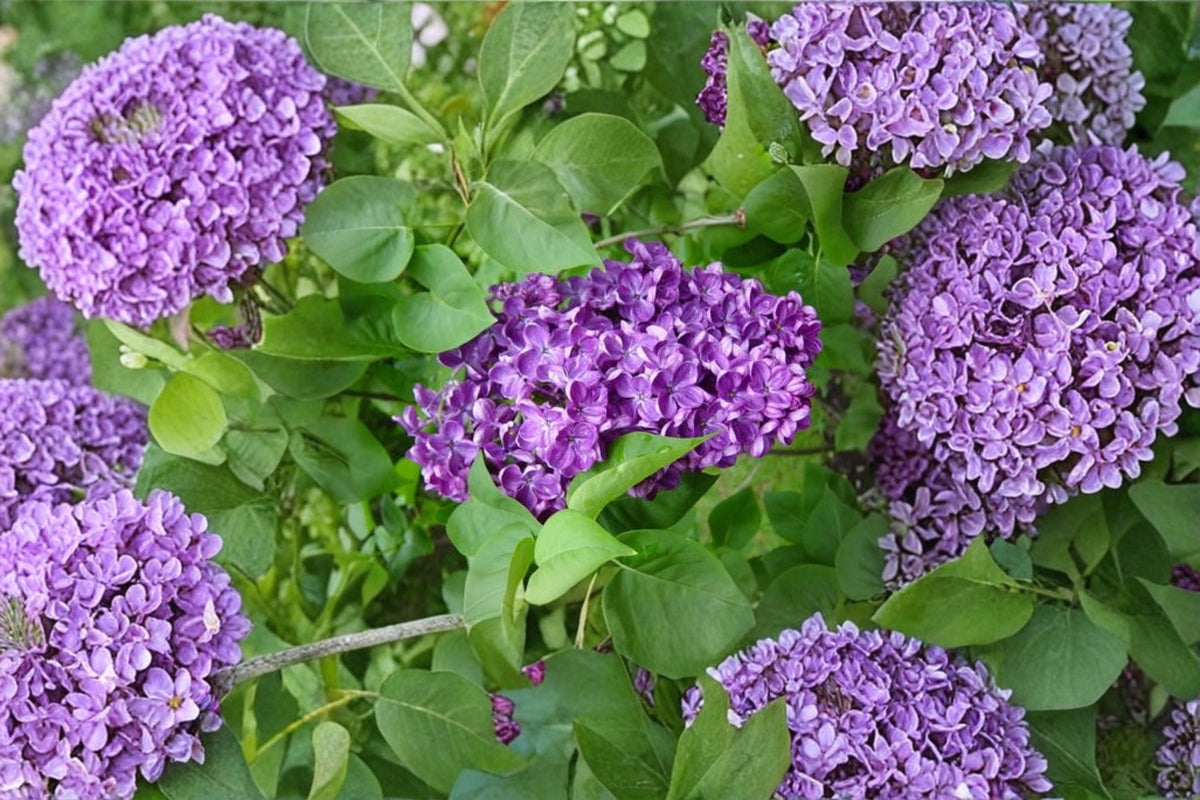 Purple Lilac Bush - Double French Lavender Flowers - Syringa vulgaris 'Alice Christianson' - 1 Gallon Live Plant