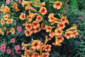 Trumpet Vine 'Indian Summer' Climbing Vine, Orange Flowers, Hummingbird Magnet, Fast Growing Privacy Vine, Campsis radicans