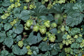 Hops Plant Centennial Humulus lupulus for Homebrewing, Climbing Vine, Citrus Aroma, Fast Growing, Cold Hardy