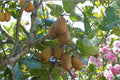 Hardy Kiwi 'Red Beauty' Female Plant, Edible Kiwi Vine, Cold Hardy Fruit Plant, Actinidia kolomikta, Grape-sized Kiwis