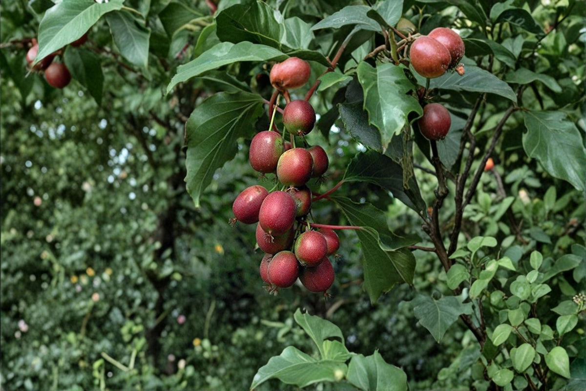 Hardy Kiwi Vine Plant - 'Ken's Red' Female Actinidia arguta Edible Red Kiwi Fruit, Cold Hardy, Grape-sized, Sweet, Edible Skin