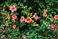 Trumpet Vine Madame Galen | Orange Flowering Climbing Vine | Fast Growing Privacy Vine | Hummingbird Magnet | 1 Gallon Plant