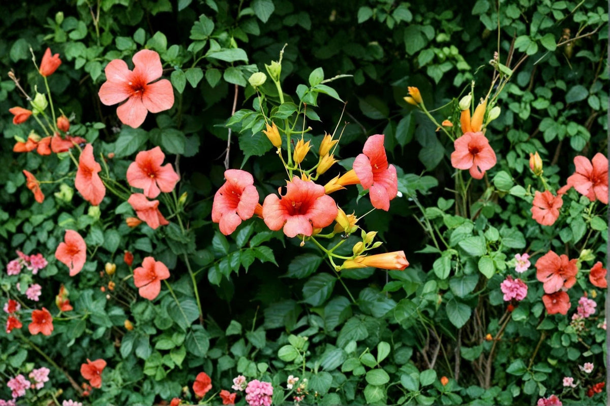 Trumpet Vine Madame Galen | Orange Flowering Climbing Vine | Fast Growing Privacy Vine | Hummingbird Magnet | 1 Gallon Plant