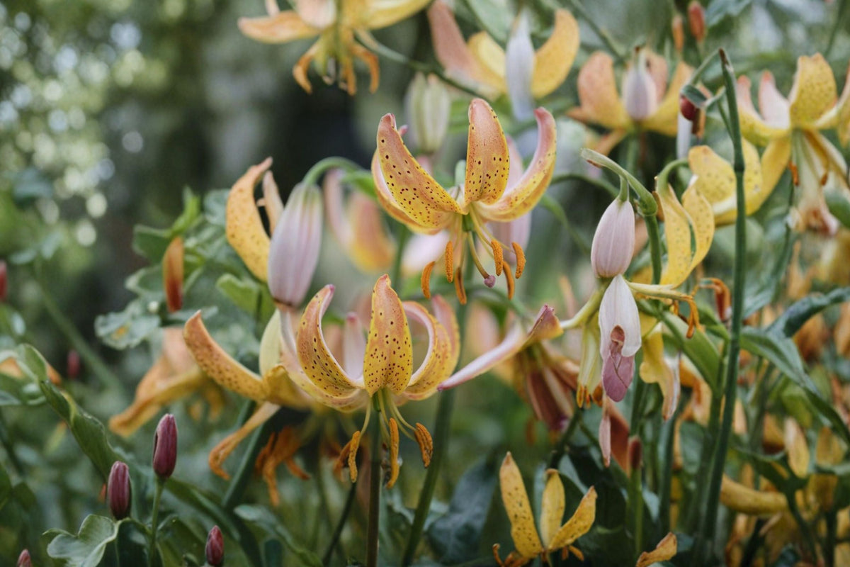 Martagon Lily Bulb Peppard Gold | Shade Tolerant Woodland Lily | Rare Yellow Turk’s Cap Lily | Lilium martagon