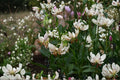 White Martagon Lily Bulb 'Albi Morning' | Shade Tolerant Perennial Lily | Lilium martagon | Woodland Flower Bulb