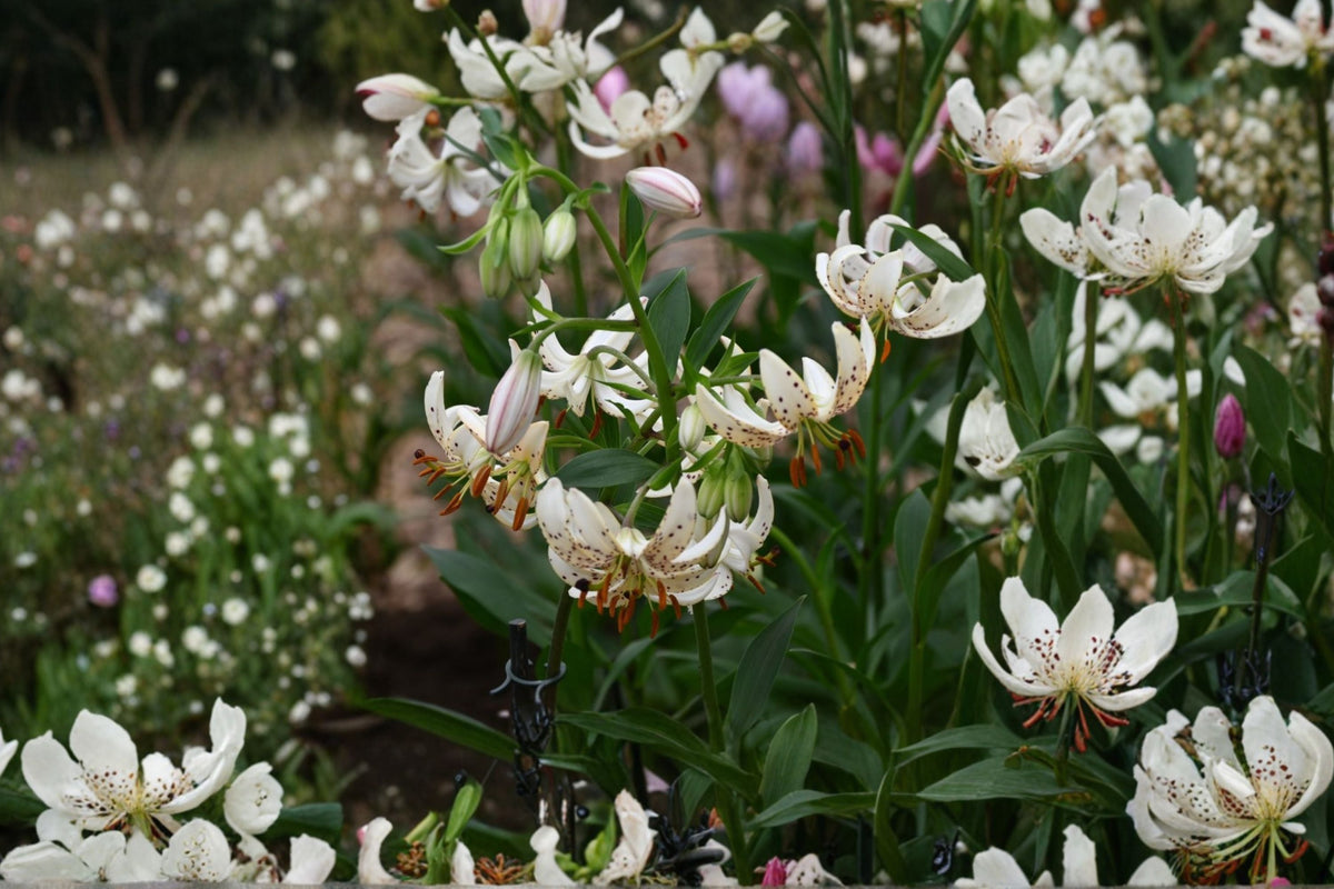 White Martagon Lily Bulb 'Albi Morning' | Shade Tolerant Perennial Lily | Lilium martagon | Woodland Flower Bulb