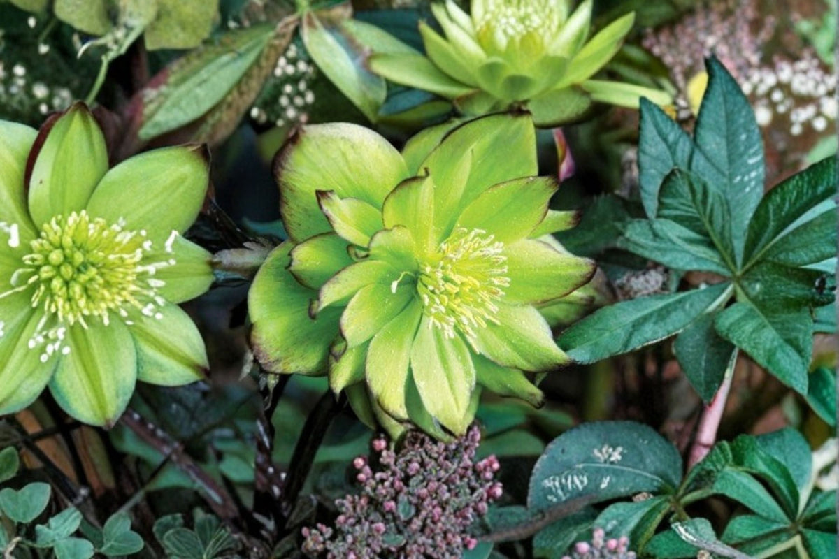 Hellebore ‘Jade Tiger’ | Winter Jewels Series | Shade Perennial Evergreen Garden Plant | Early Spring Blooms