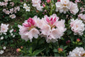Rhododendron ‘Yaku Princess’ Dwarf Evergreen Shrub Pink Blooms 1 Gallon Live Plant for Shade Gardens