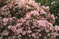 Rhododendron ‘Crete’ Dwarf Evergreen Shrub 1 Gallon Pink to White Blooms for Shade Gardens