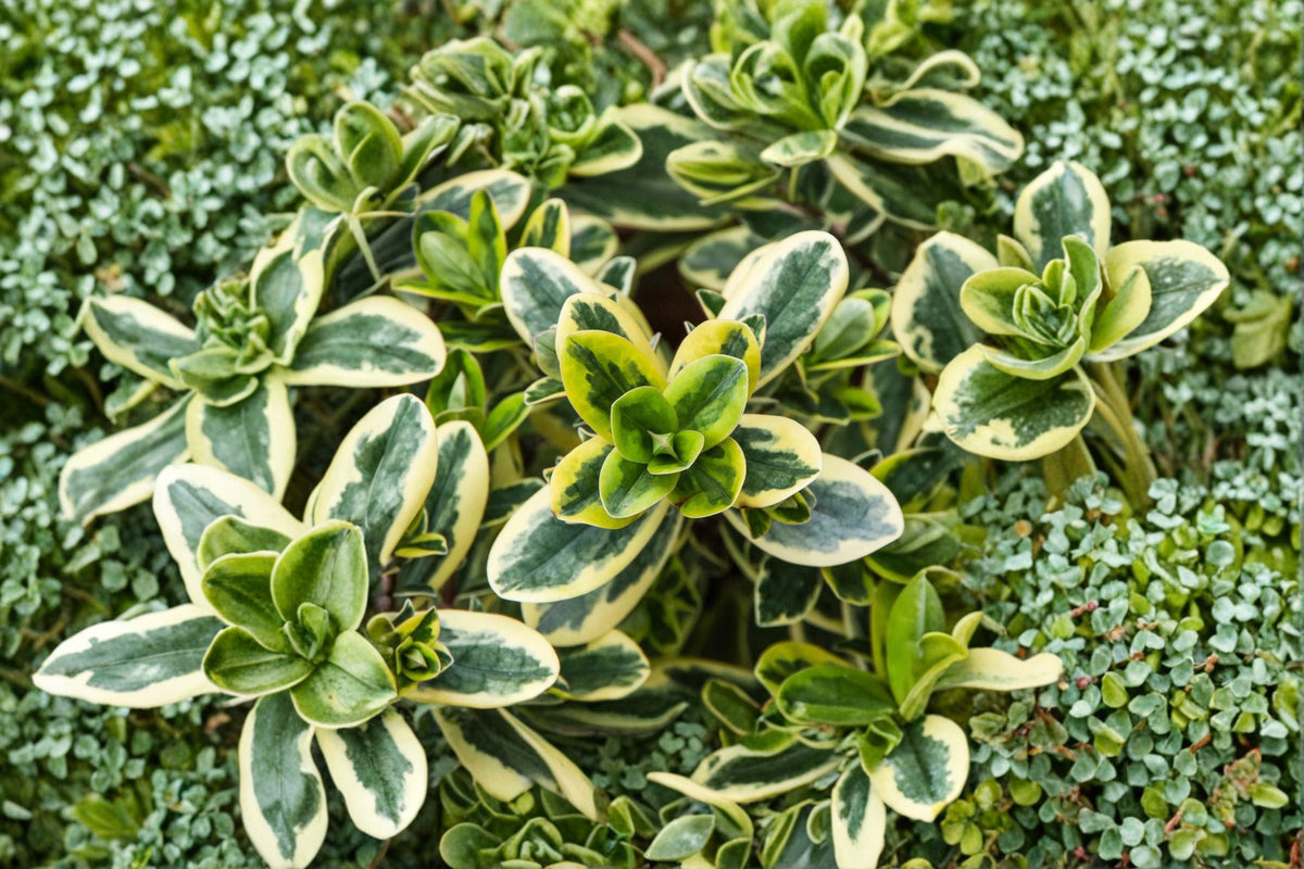 Hebe ‘Golden Katrina’ Variegated Evergreen Shrub 1 Gallon | Tricolor Foliage, Compact Container Plant