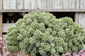 Sedum ‘Silver Roses’ Ground Cover Succulent 3.5” Pot, Drought Tolerant Rock Garden Plant, Trailing Stonecrop, Evergreen Perennial