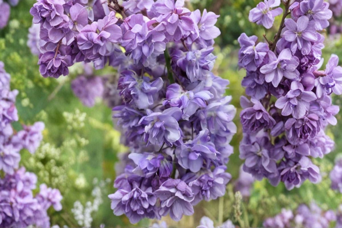 Wisteria ‘Black Dragon’ Climbing Vine, Double Purple Fragrant Flowers, Japanese Wisteria for Trellis & Pergola, USDA Zones 5-9