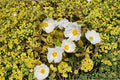 Cistus ‘Mickie’ Variegated Rockrose Plant – Drought Tolerant Evergreen Shrub for Xeriscape & Mediterranean Gardens