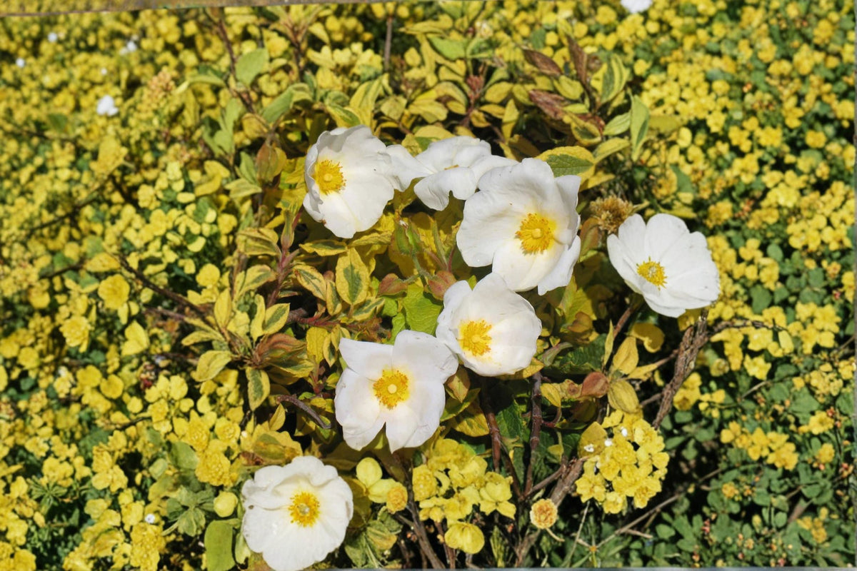 Cistus ‘Mickie’ Variegated Rockrose Plant – Drought Tolerant Evergreen Shrub for Xeriscape & Mediterranean Gardens