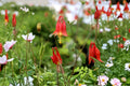 Native Columbine Plant, 3.5-Inch Pot, Red Yellow Wildflower, Pollinator Perennial, Aquilegia canadensis