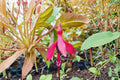 Hardy Fuchsia Plant 1 Gallon Dying Embers Red Purple Flowers Long Blooming Hummingbird Shrub