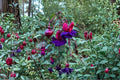 Hardy Fuchsia Plant 1 Gallon ‘DeBron’s Smokey Blue’ Purple Magenta Flowers Hummingbird Shade Perennial