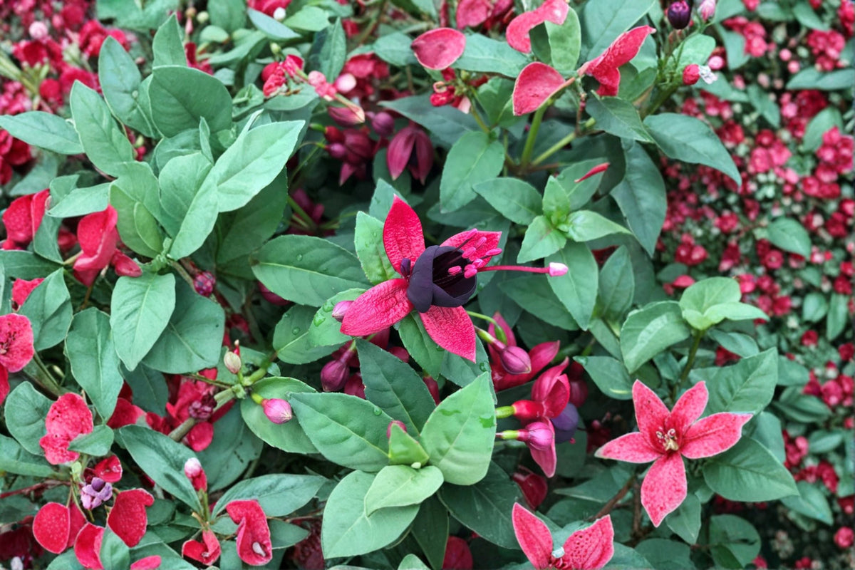 Hardy Fuchsia Plant 1 Gallon Black Cherry Dark Purple Flowers Hummingbird Shade Perennial Shrub