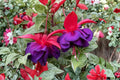 Hardy Fuchsia Plant 2-3 ft Red Purple Flowers Perennial Hummingbird Shade Shrub ‘David’