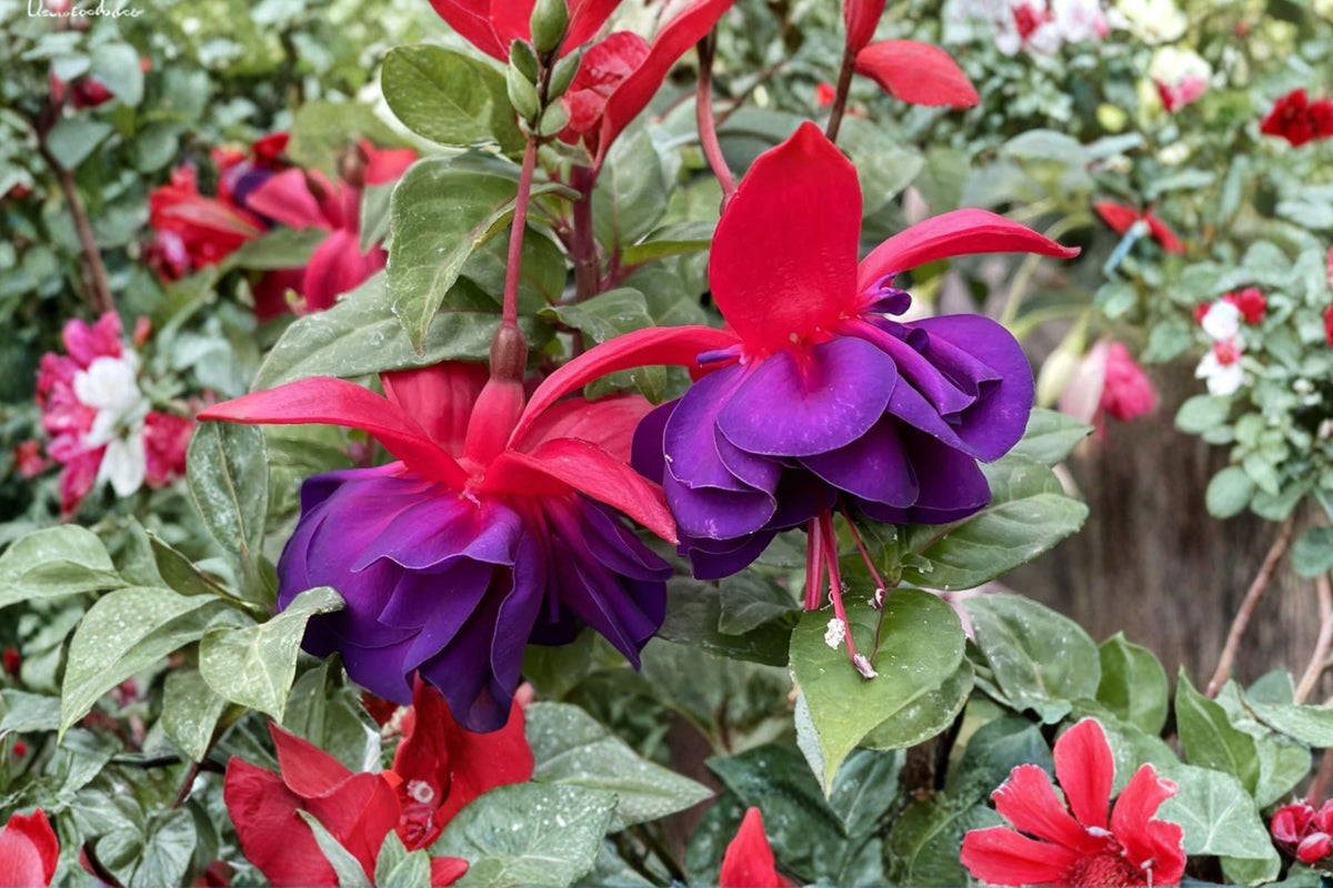 Hardy Fuchsia Plant 2-3 ft Red Purple Flowers Perennial Hummingbird Shade Shrub ‘David’