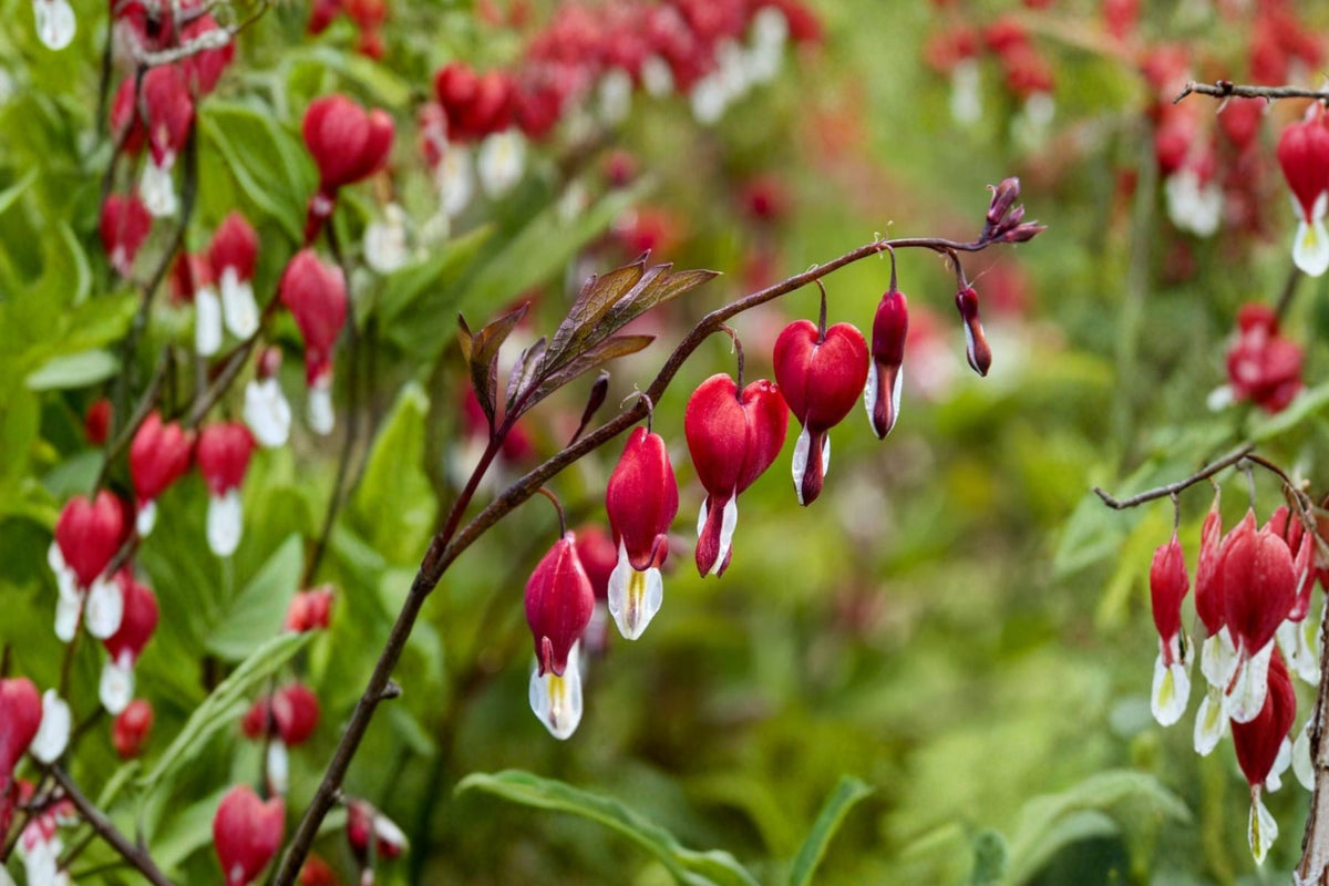 Dicentra ‘Valentine’ Bleeding Heart Plant 4.5-inch Pot Red Heart-Shaped Flowers Shade Perennial Hummingbird & Deer Resistant